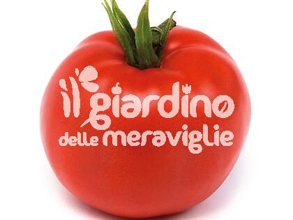 Pomodoro tondo liscio Optima