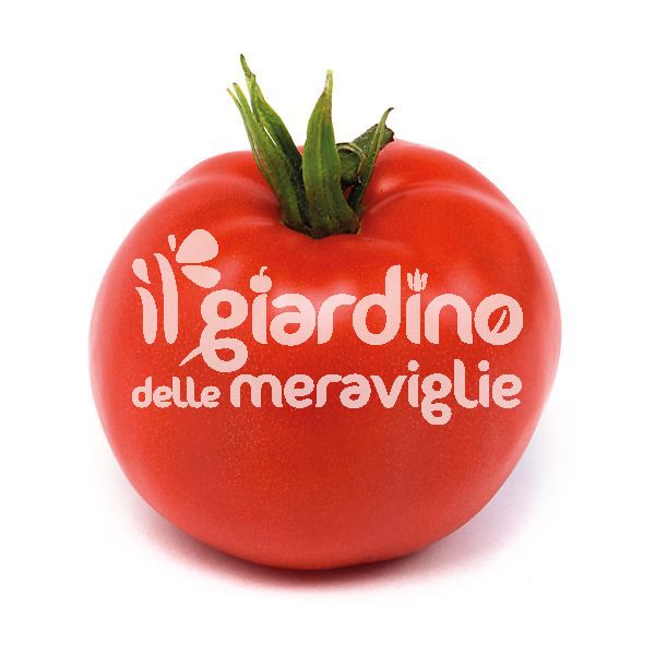 Pomodoro tondo liscio Optima