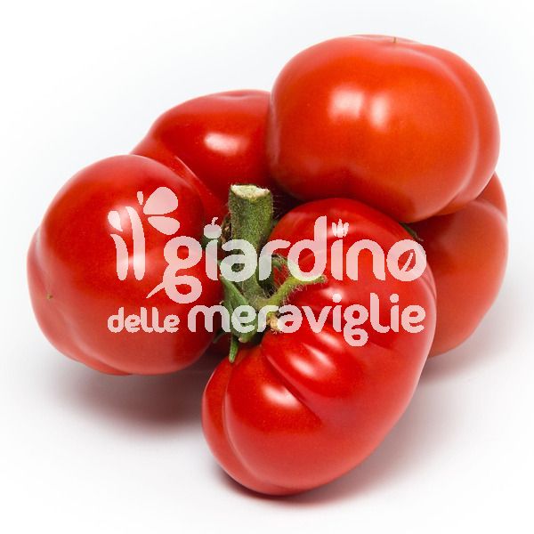 Pomodoro or Patataro