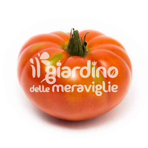 Pomodoro Costoluto piatto PANTANO ibrido