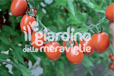 Pomodoro datterino tutti frutti