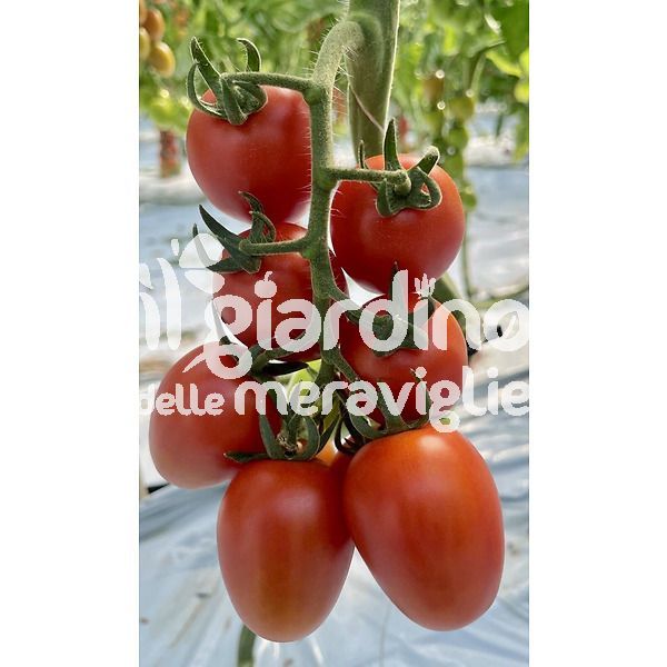 Pomodoro Piccadilly new