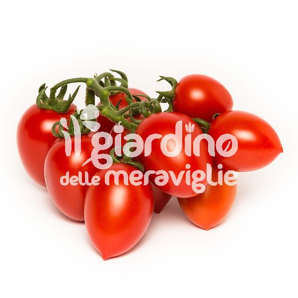 Pomodoro Pizzutello Ibrido