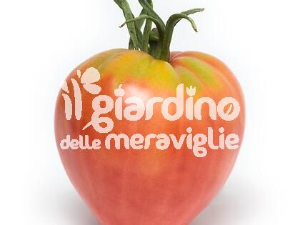 Pomodoro cuore di bue classico innestato