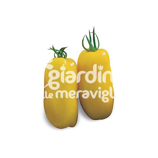 Pomodoro san marzano Giallo