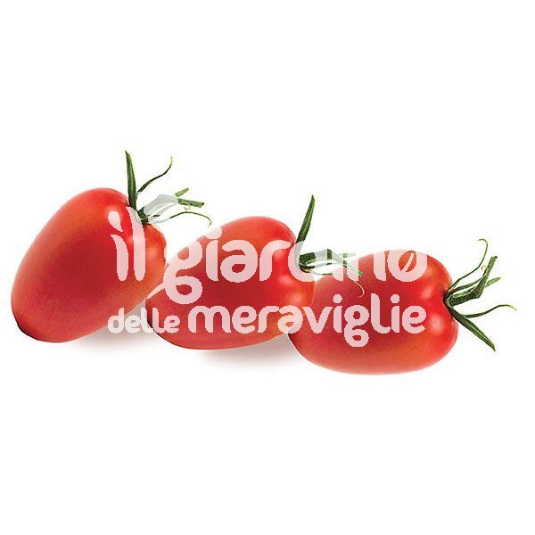 Pomodoro per salsa Big rio