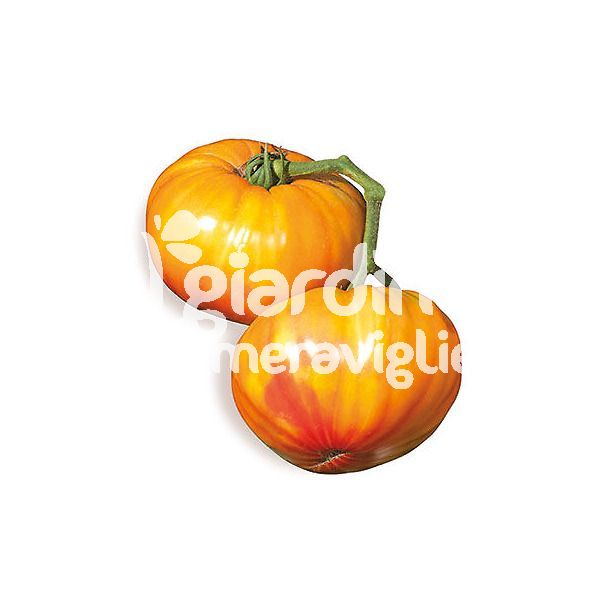 Pomodoro Gigante BUFFALOSUN