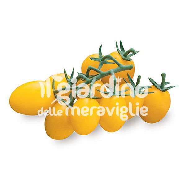 POMODORO CILIEGINO GIALLO MELLOW