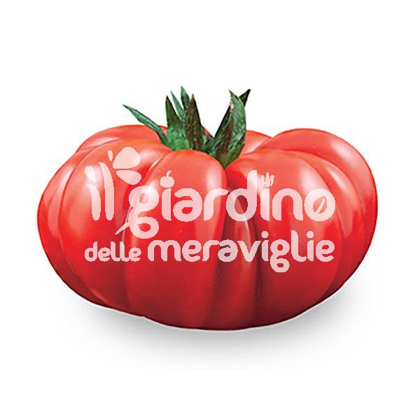 Pomodoro costoluto fiorentino