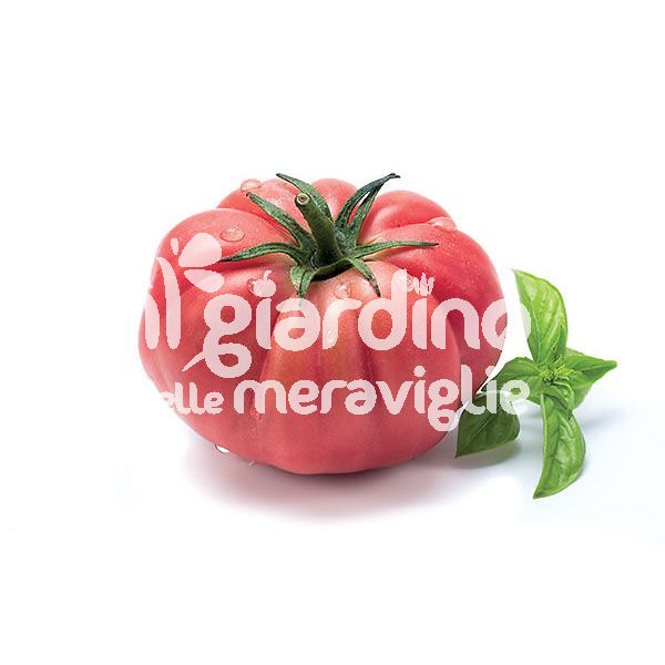 Pomodoro Rosa per Caprese