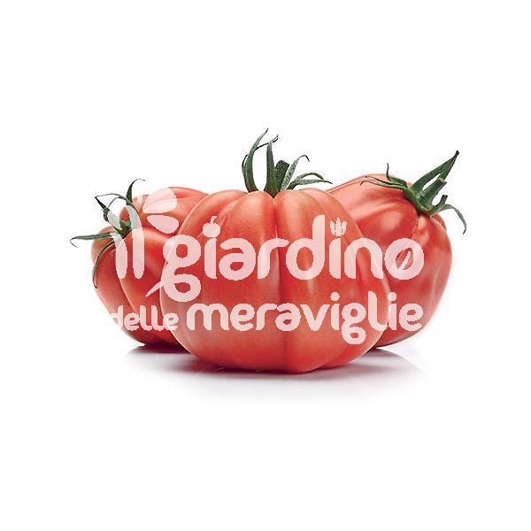 Pomodoro Cuore di bue ligure