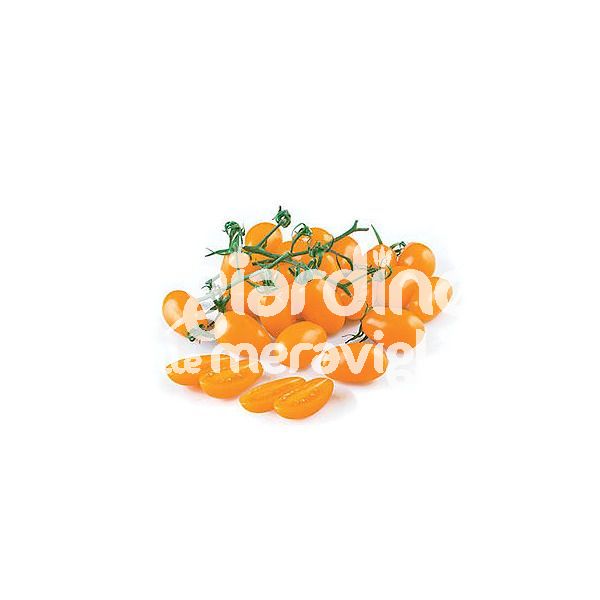Pomodoro datterino dolce oro