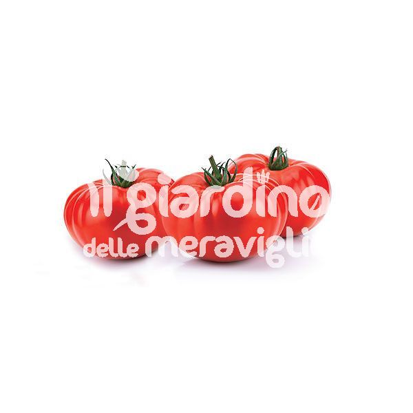 Pomodoro Gigante Bistecca - Beef master