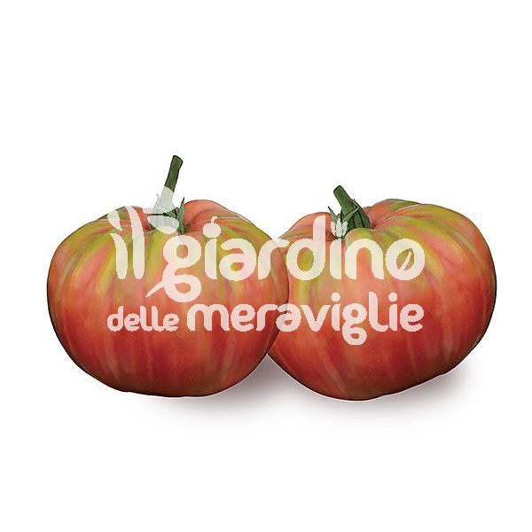 Pomodoro Belmonte