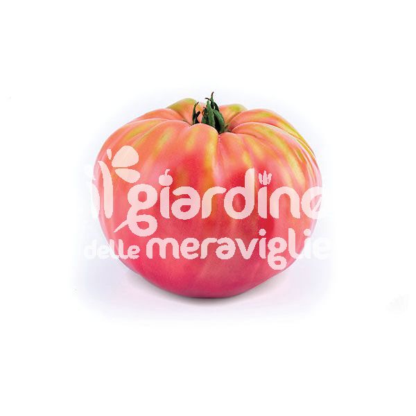 POMODORO Big Pink Belmonte