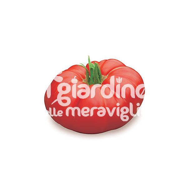 Pomodoro Bistecca