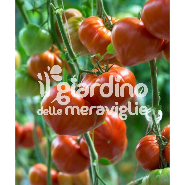Pomodoro Gourmandia