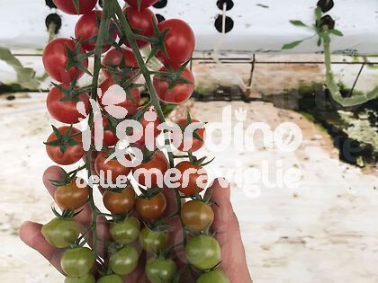 Pomodoro Il Piccolo RED