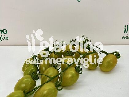 Pomodoro datterino fruttato Mango