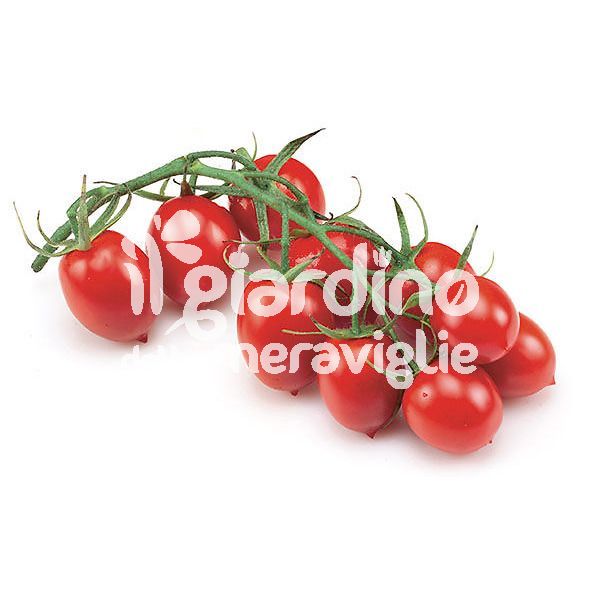 Pomodoro mini piccadilly nano