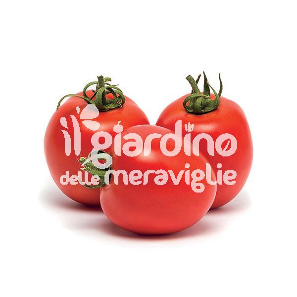 Pomodoro da salsa siccagno