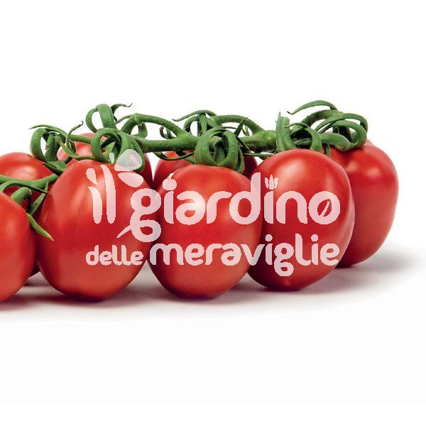 Pomodoro Piccadilly Var. Pixel