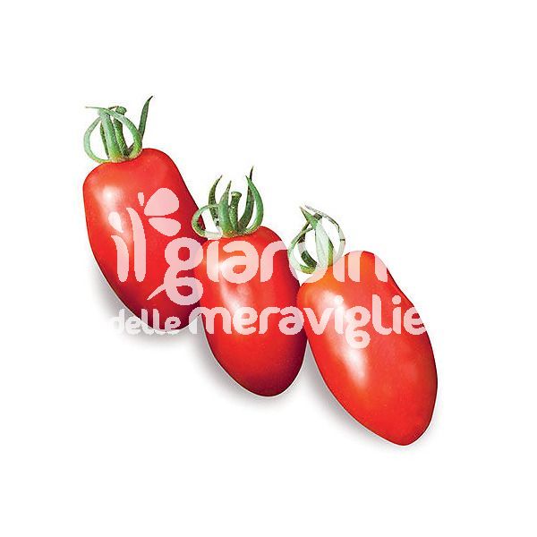 Pomodoro cesarino
