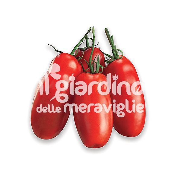 Pomodoro Nocerino San Marzano da pelato