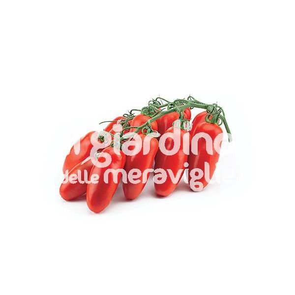 Pomodoro San Marzano gigante