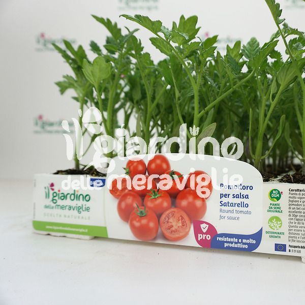 Pomodoro Satarello