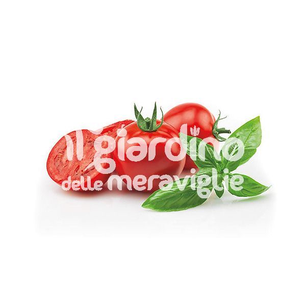 Pomodoro tondo liscio Empire