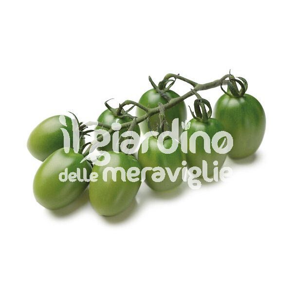 Pomodoro datterino Verde Gjeko