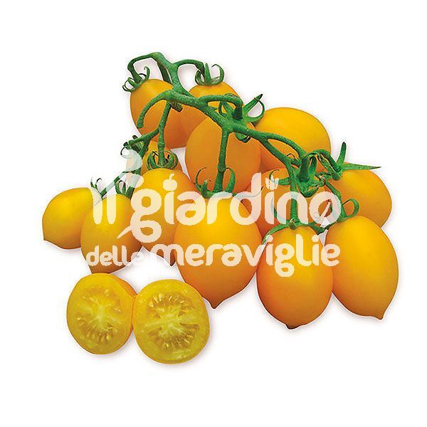 Pomodoro piennolo del vesuvio giallo