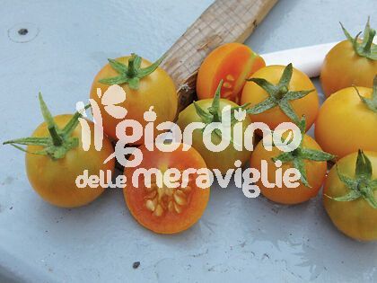 Pomodoro da appendere ponderosa arancio