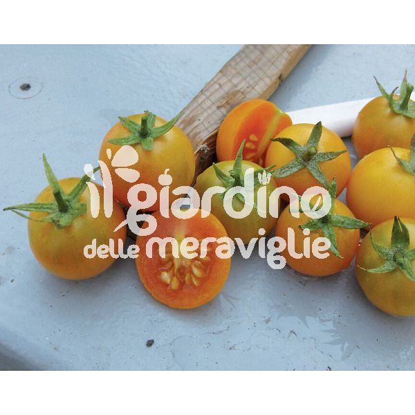 Pomodoro da appendere ponderosa arancio