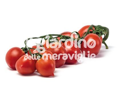 Pomodoro da appendere Principe borghese