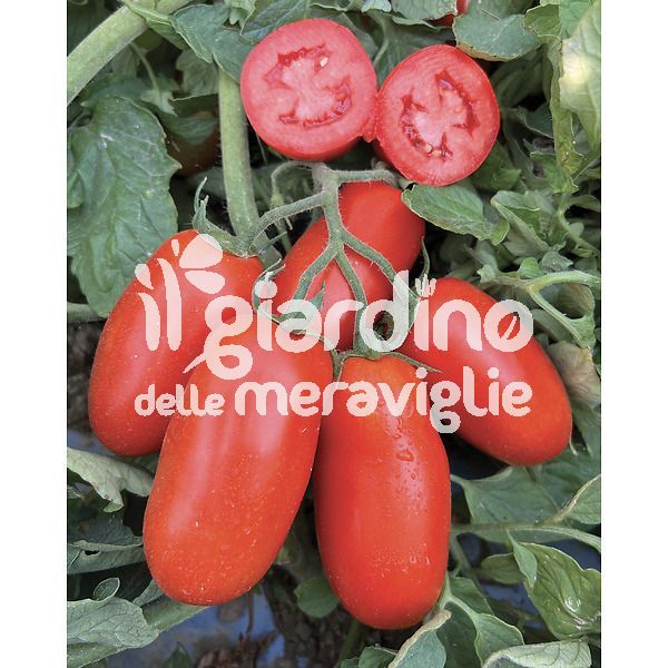 Pomodoro San Marzano pulp red