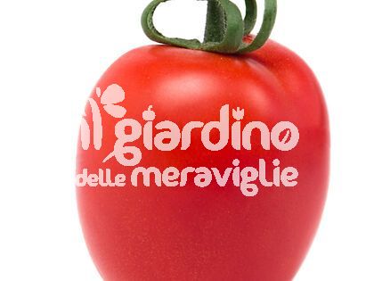 Pomodoro per salsa Rio GIGANTE