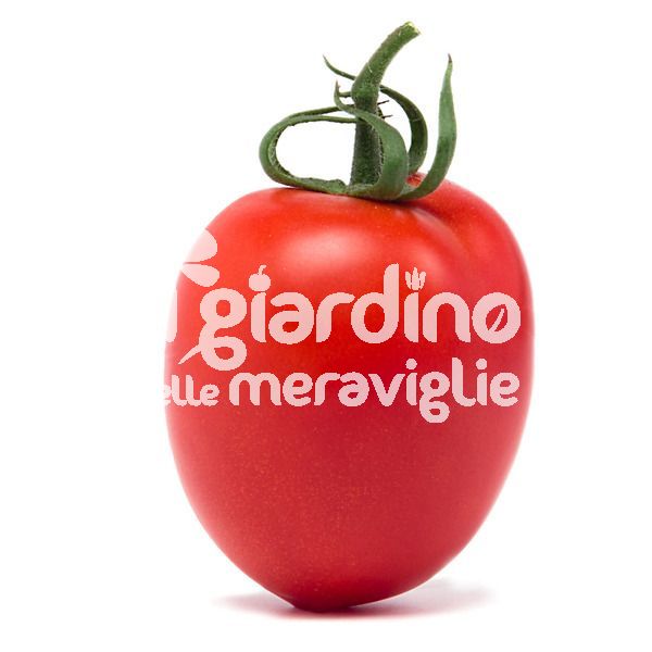 Pomodoro per salsa Rio GIGANTE