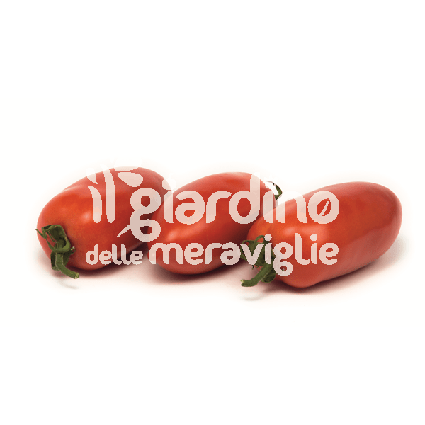 Pomodoro san marzano lungo