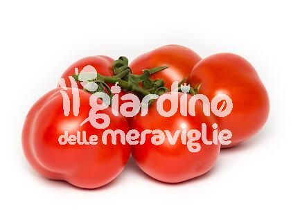 Pomodoro da salsa siccagno