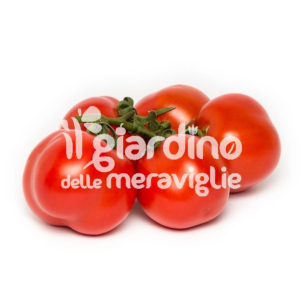 Pomodoro da salsa siccagno