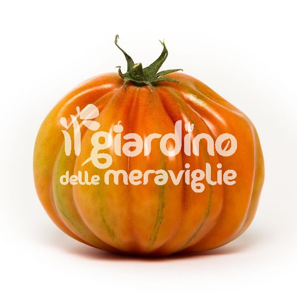 pomodoro tarquito il giardino delle meraviglie