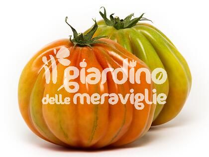 Pomodoro pera d&amp;#039;abruzzo TARQUITO F1