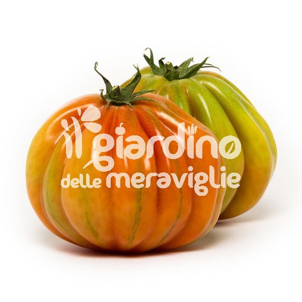 Pomodoro pera d&#039;abruzzo TARQUITO F1