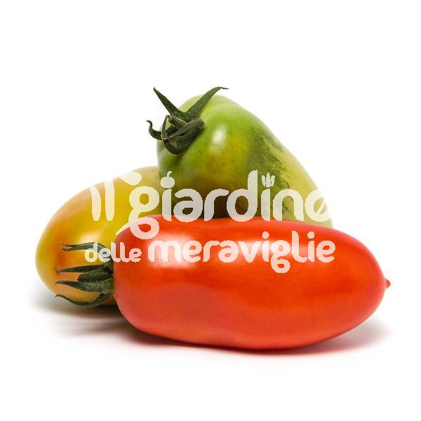 Pomodoro San Marzano tip. Italdor