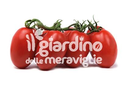 Pomodoro San marzano Tip. Sir Elian