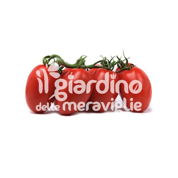 Pomodoro San marzano Tip. Sir Elian