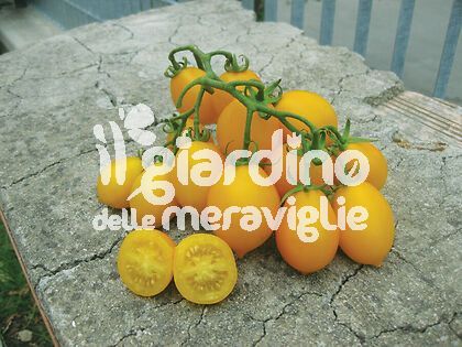 Pomodoro piennolo del vesuvio giallo