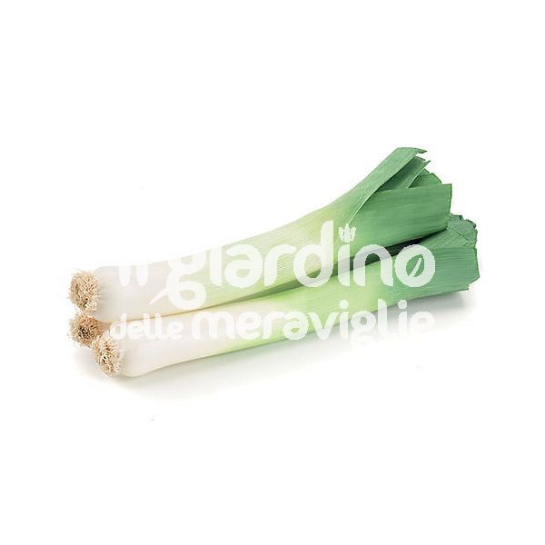 Porro lungo